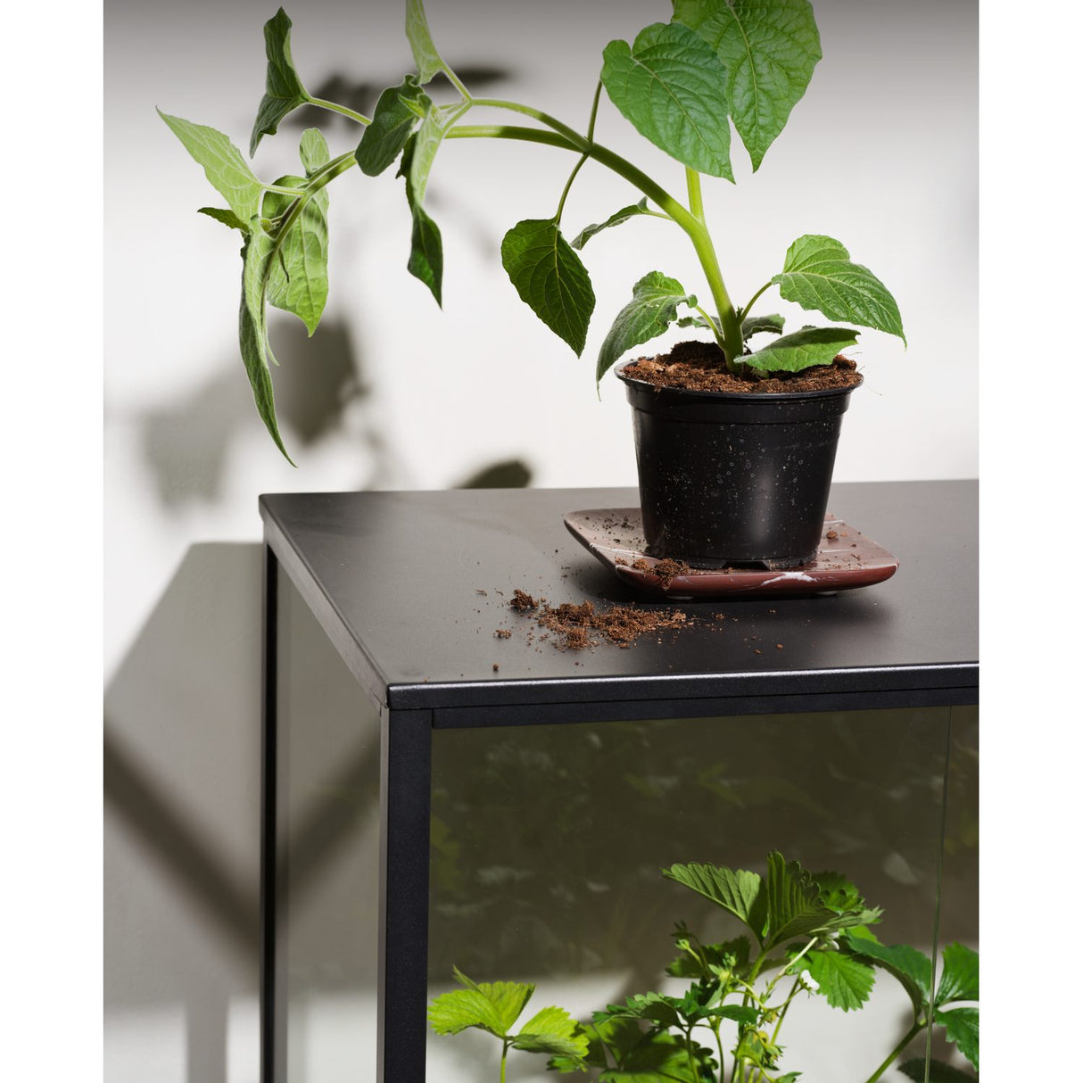 Grower Greens Växtskåp Svart 81x41x82 cm