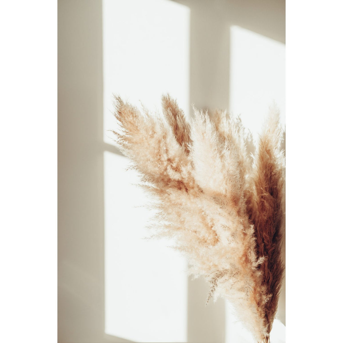 Pampas Poster 30 x 21