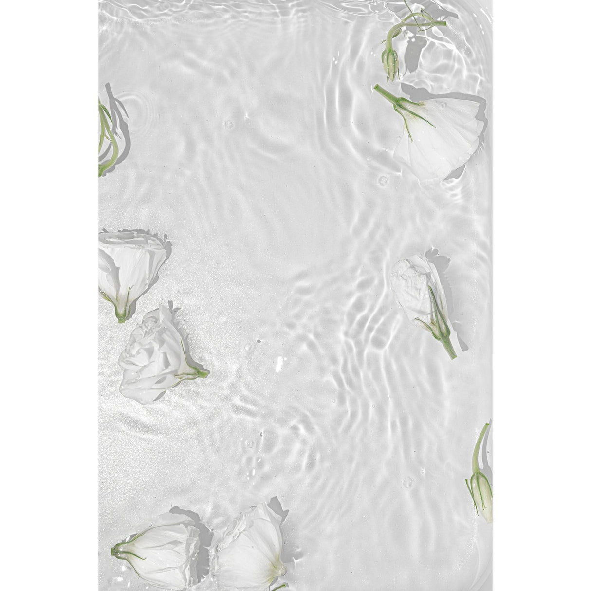Vita rosor Poster Vit, 50 x 70 cm
