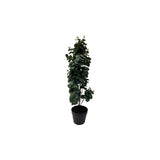 Viridis Eucalyptus Planta Planta 78 cm