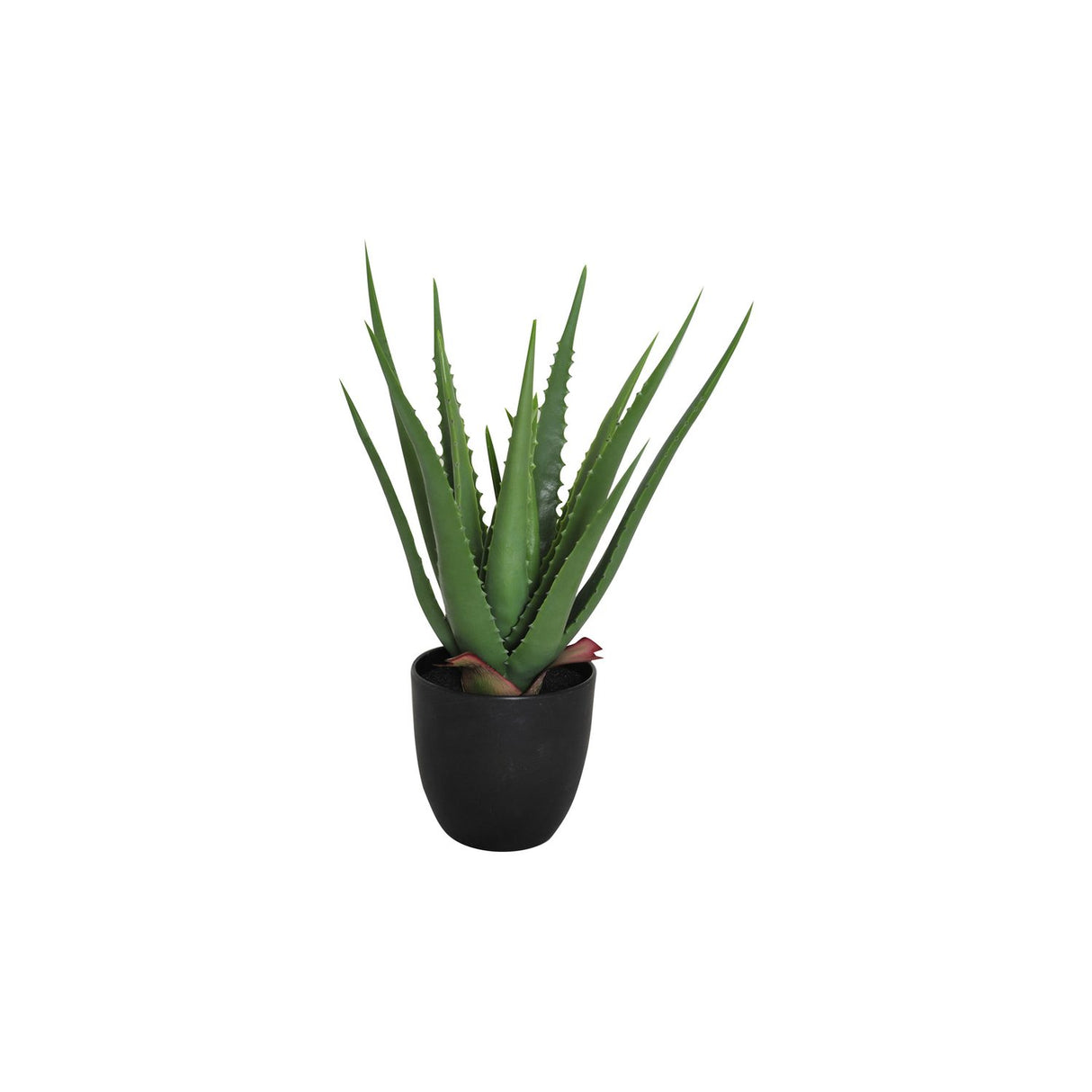 Viridis Aloe Vera Planta 1-pack