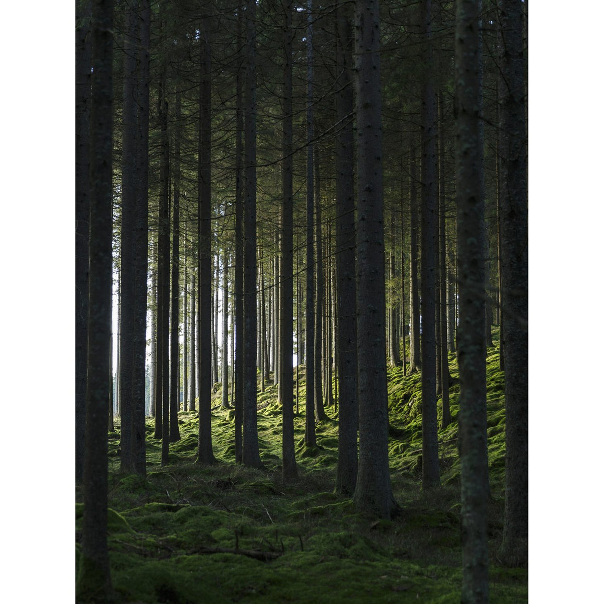 Skog Poster Grön, 30 x 40 cm
