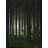 Skog Poster Grön, 30 x 40 cm