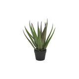 Aloveraplanta Svart, 50 cm, 1-pack