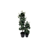 Viridis Eucalyptus Planta Planta 78 cm