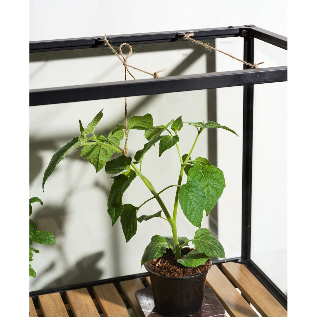 Grower Greens Växtskåp Svart 81x41x137 cm