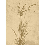 Växtkonst Poster Beige, 50 x 70 cm