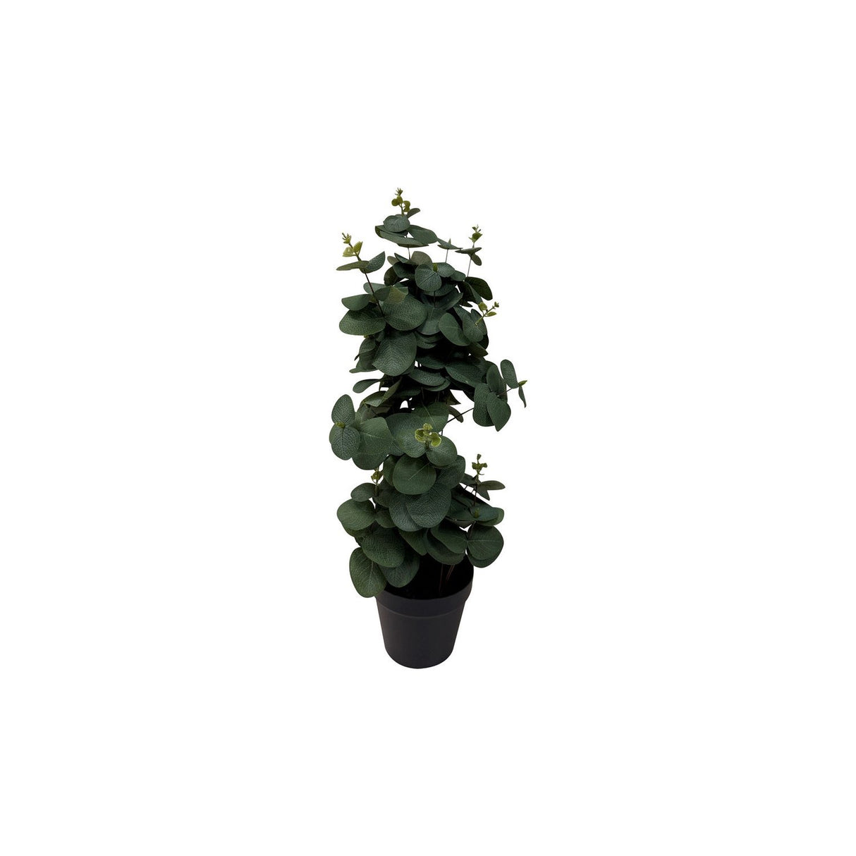 Viridis Eucalyptus Planta Planta 54 cm