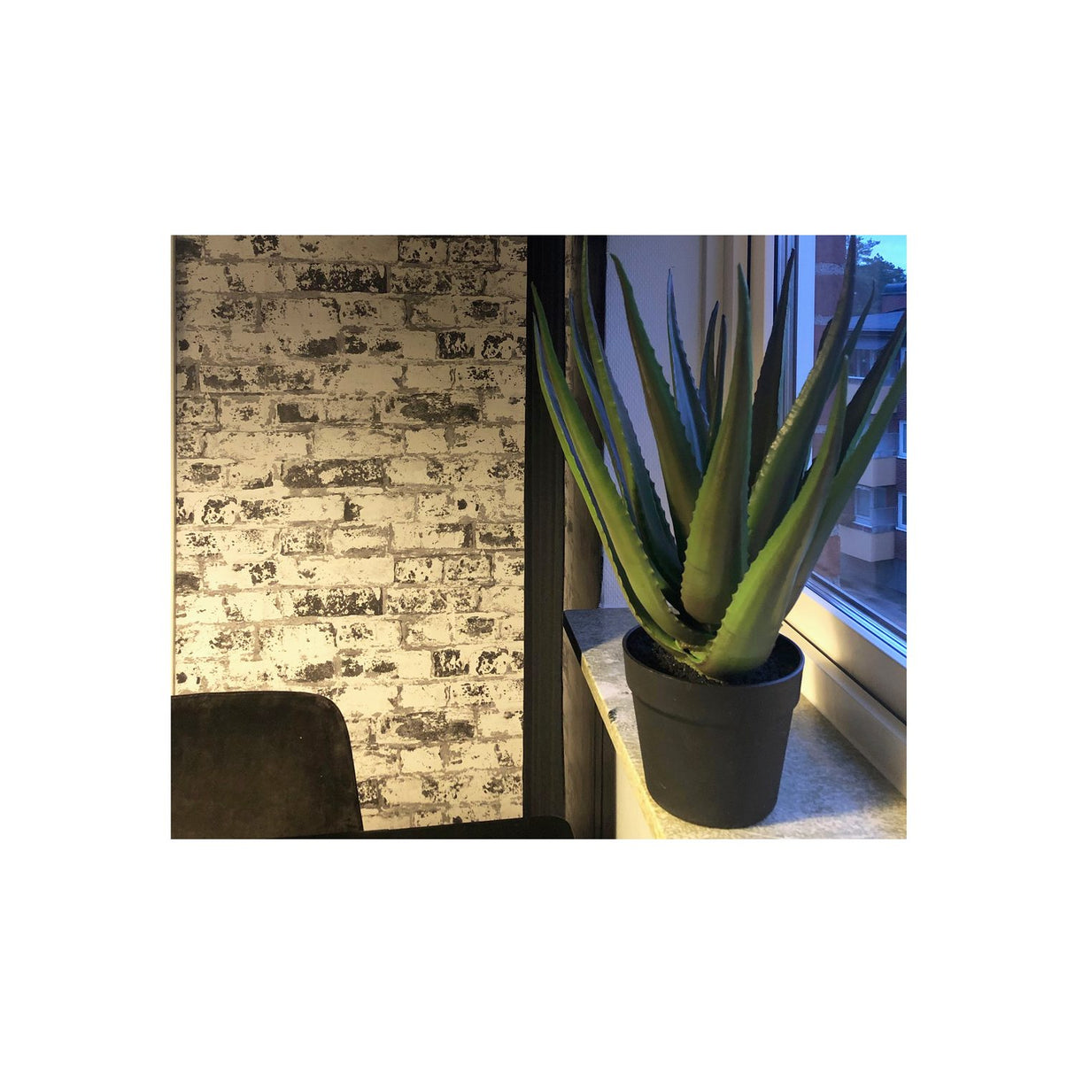 Aloveraplanta Svart, 50 cm, 1-pack