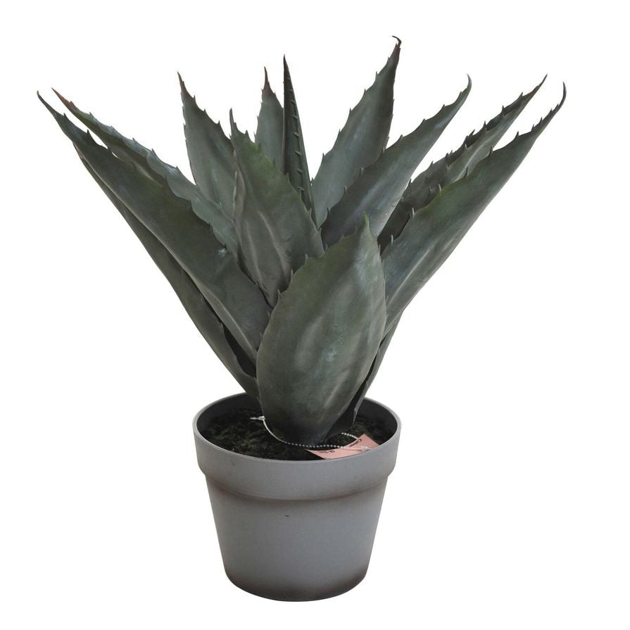 Aloveraplanta Grå, 45 cm, 1-pack