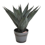 Aloveraplanta Grå, 45 cm, 1-pack