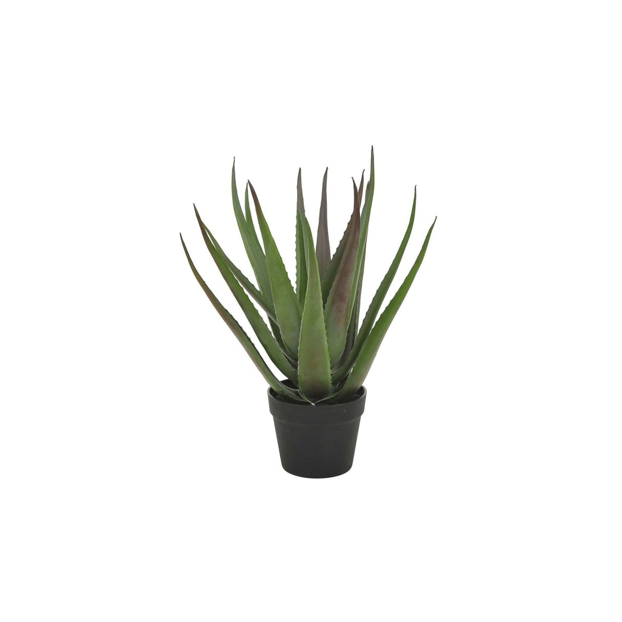 Aloveraplanta Svart, 50 cm, 1-pack