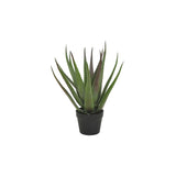 Aloveraplanta Svart, 50 cm, 1-pack