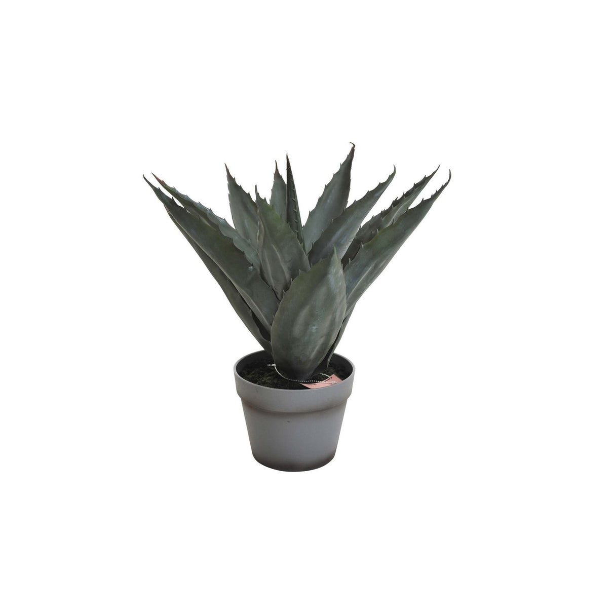 Aloveraplanta Grå, 45 cm, 1-pack
