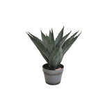 Aloveraplanta Grå, 45 cm, 1-pack