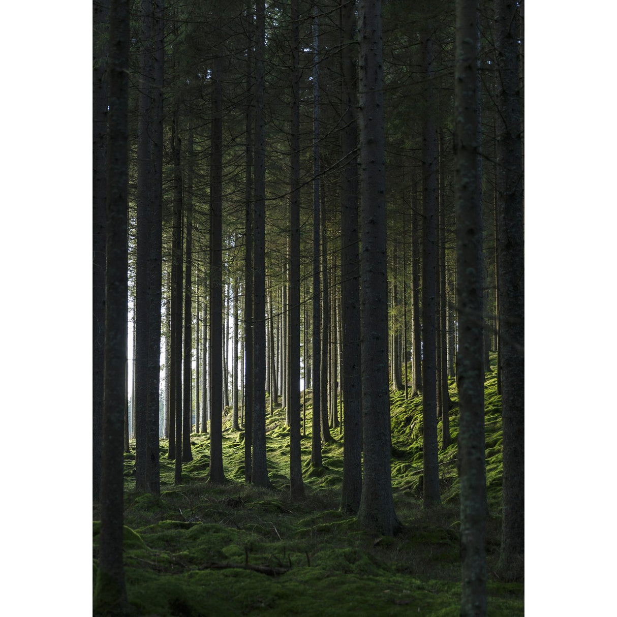 Skog Poster Grön, 21 x 30 cm